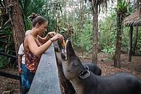 Carnival shore excursions prices