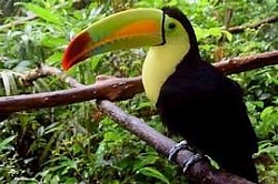 Carnival shore excursions feature carnival excursions Belize and carnival shore excursions prices.