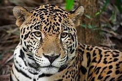 Carnival shore excursions feature carnival excursions Belize and carnival shore excursions prices.