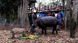 Carnival shore excursions feature carnival excursions Belize and carnival shore excursions prices.